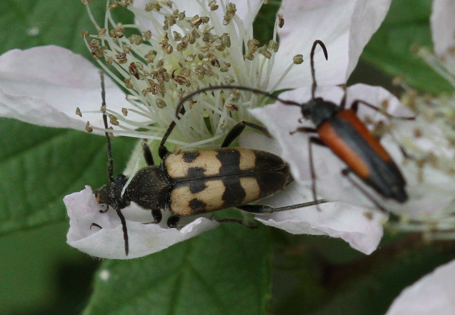 Pachytodes erraticus - rajzos virágcincér