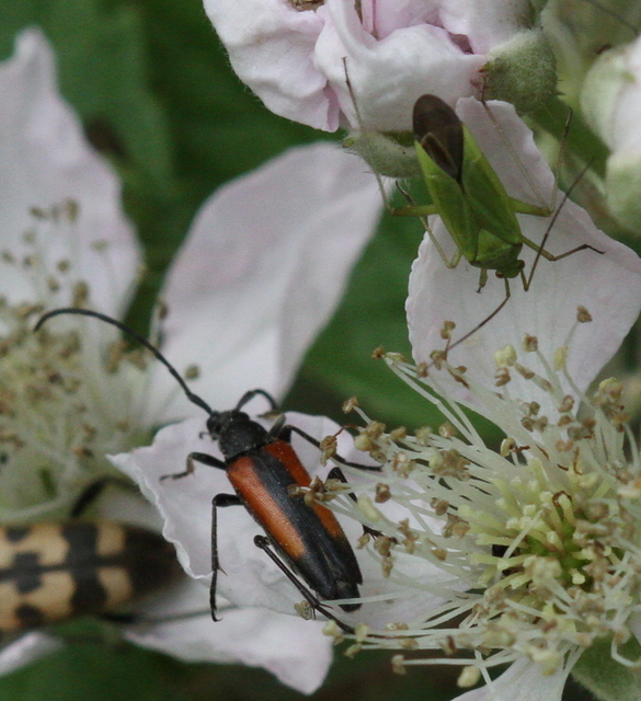 Calocoris affinis