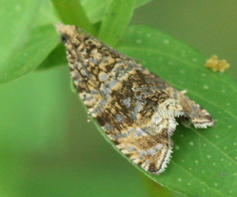 Celypha lacunana - vízparti tükrösmoly