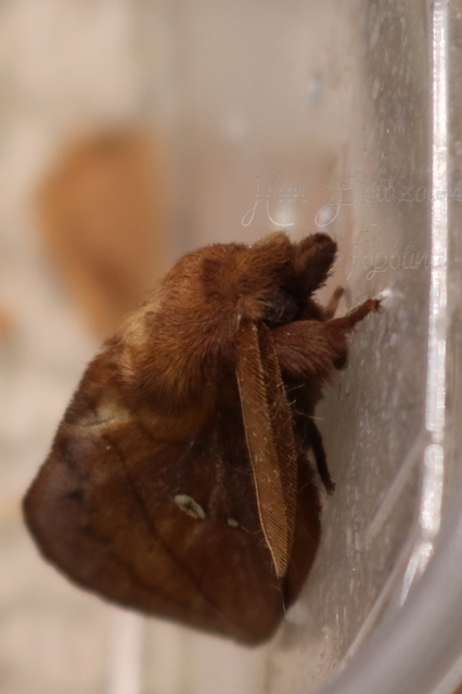 Euthrix potatoria - szomjas pohók