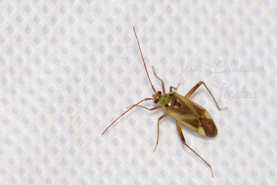 Adelphocoris lineolatus - lucernapoloska