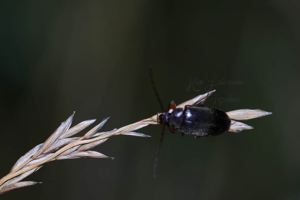 Hymenalia rufipes - rőtlábú alkonybogár