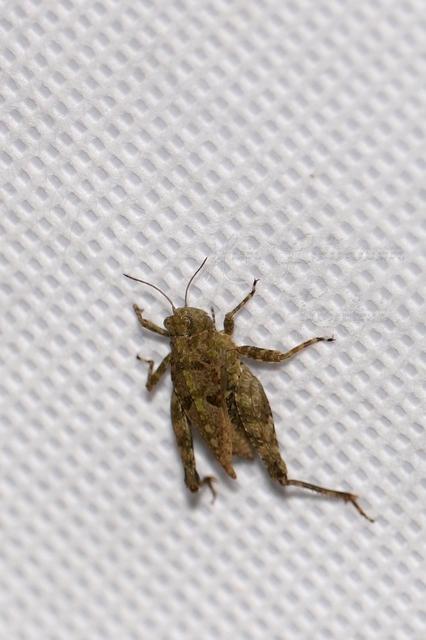 Tetrix tenuicornis - vékonycsápú tövishátúsáska