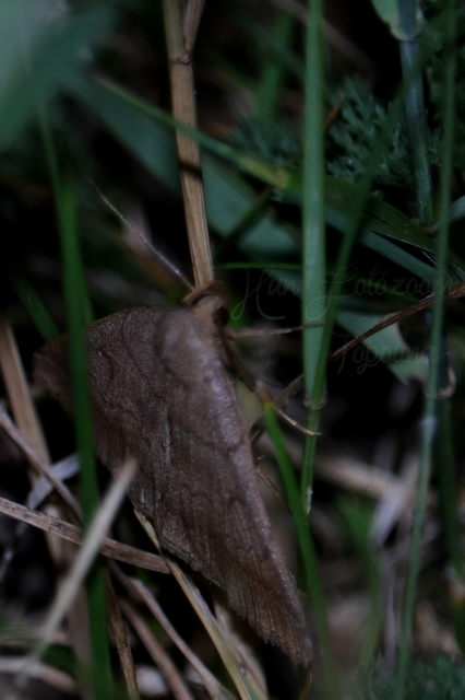 Zanclognatha lunalis - pelyheslábú karcsúbagoly