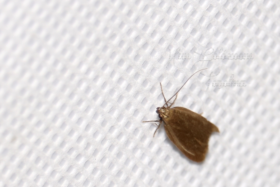 Acompsia cinerella - szürke sarlósmoly