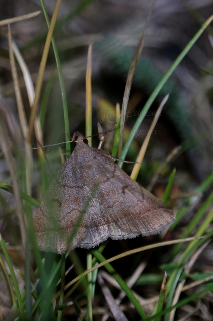 Zanclognatha lunalis - pelyheslábú karcsúbagoly