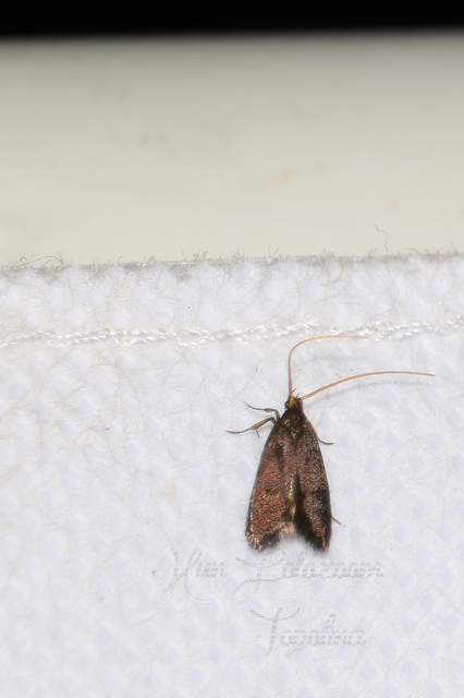 Lecithocera nigrana - kis hindumoly