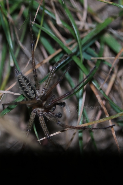 Agelena labyrinthica - illó tölcsérpók