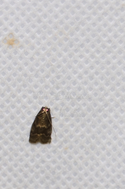 Glyptoteles leucacrinella - turjáni karcsúmoly