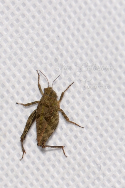 Tetrix tenuicornis - vékonycsápú tövishátúsáska