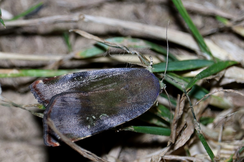 Noctua janthe/janthina
