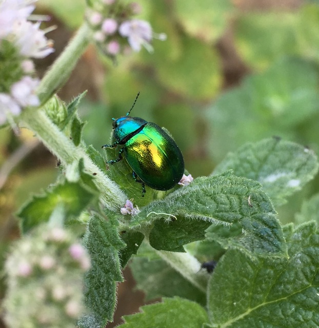 Chrysolina herbacea - zöld mentalevelész
