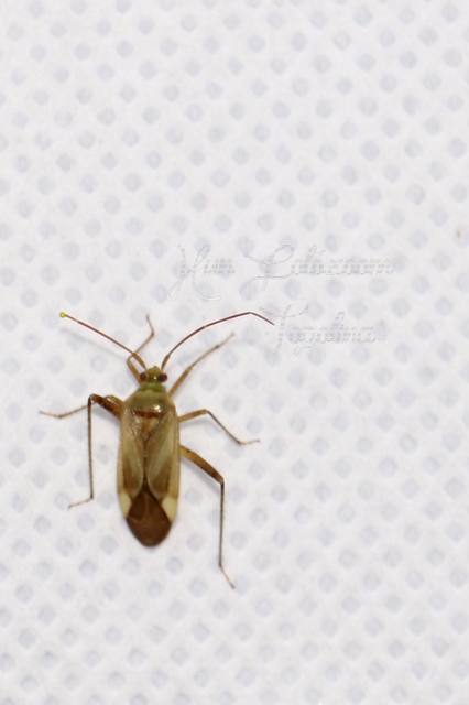 Adelphocoris lineolatus - lucernapoloska