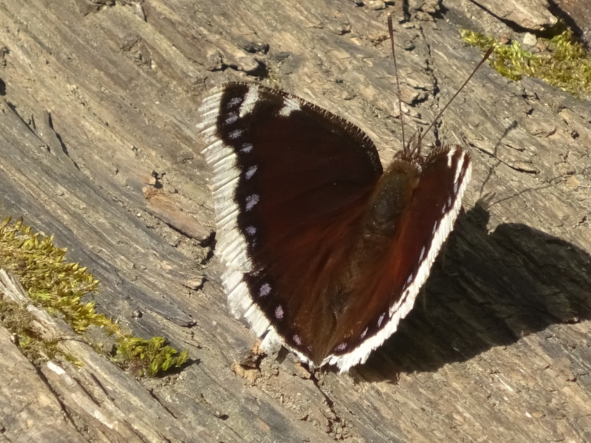 Nymphalis antiopa - gyászlepke