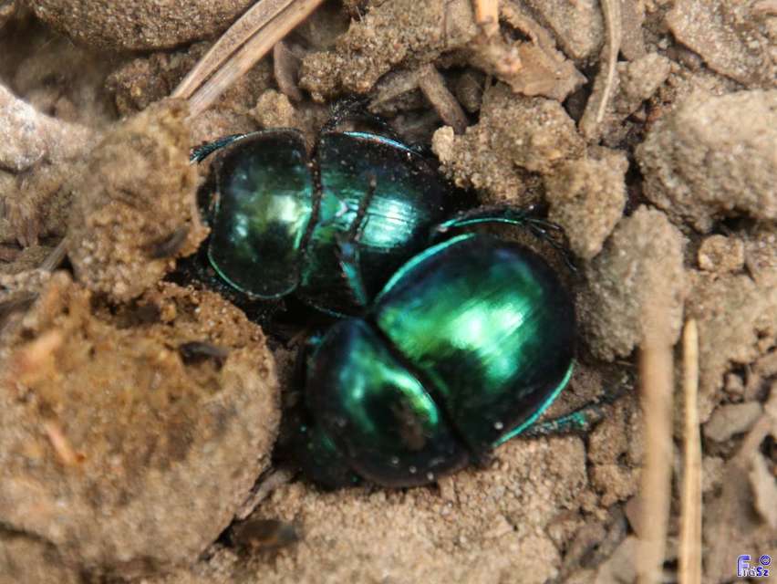 Trypocopris vernalis - tavaszi álganéjtúró