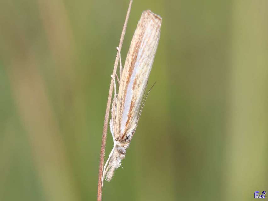 Agriphila