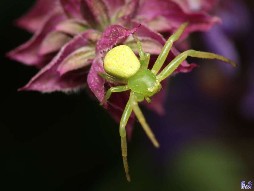 Ebrechtella tricuspidata - alakoskodó karolópók