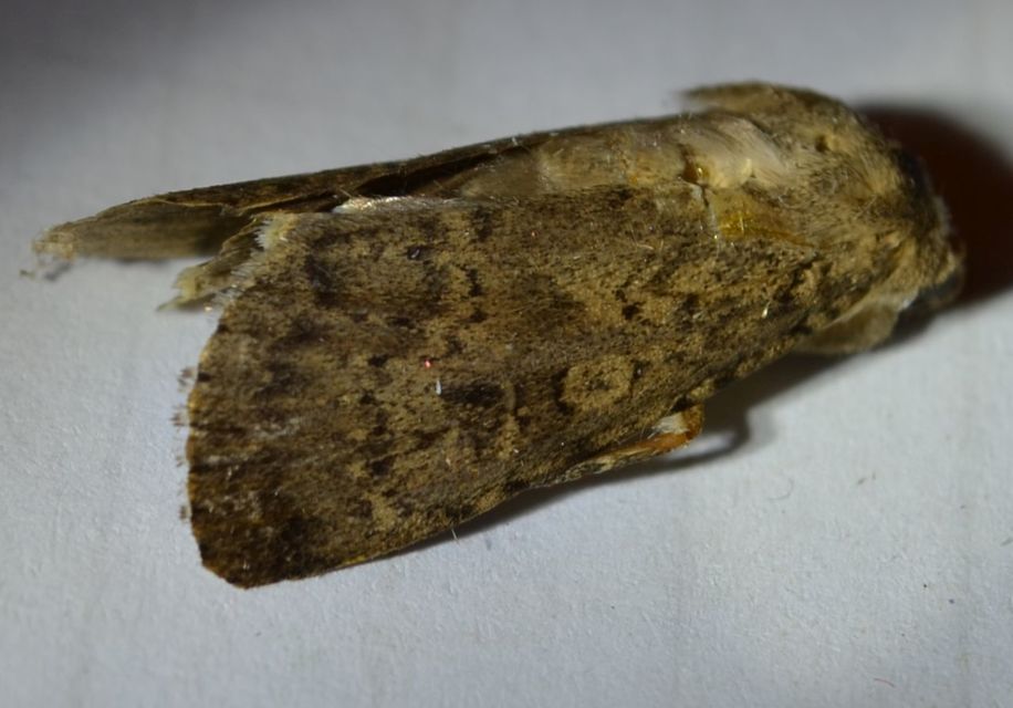Rhyacia simulans - hamvas földibagoly