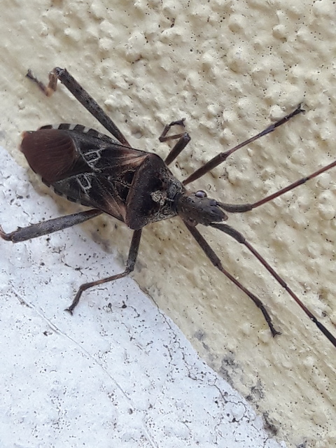 Leptoglossus occidentalis - nyugati levéllábú poloska