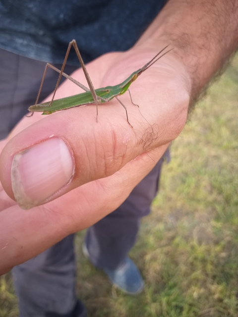 Acrida ungarica - sisakos sáska Acrida ungarica - sisakos sáska