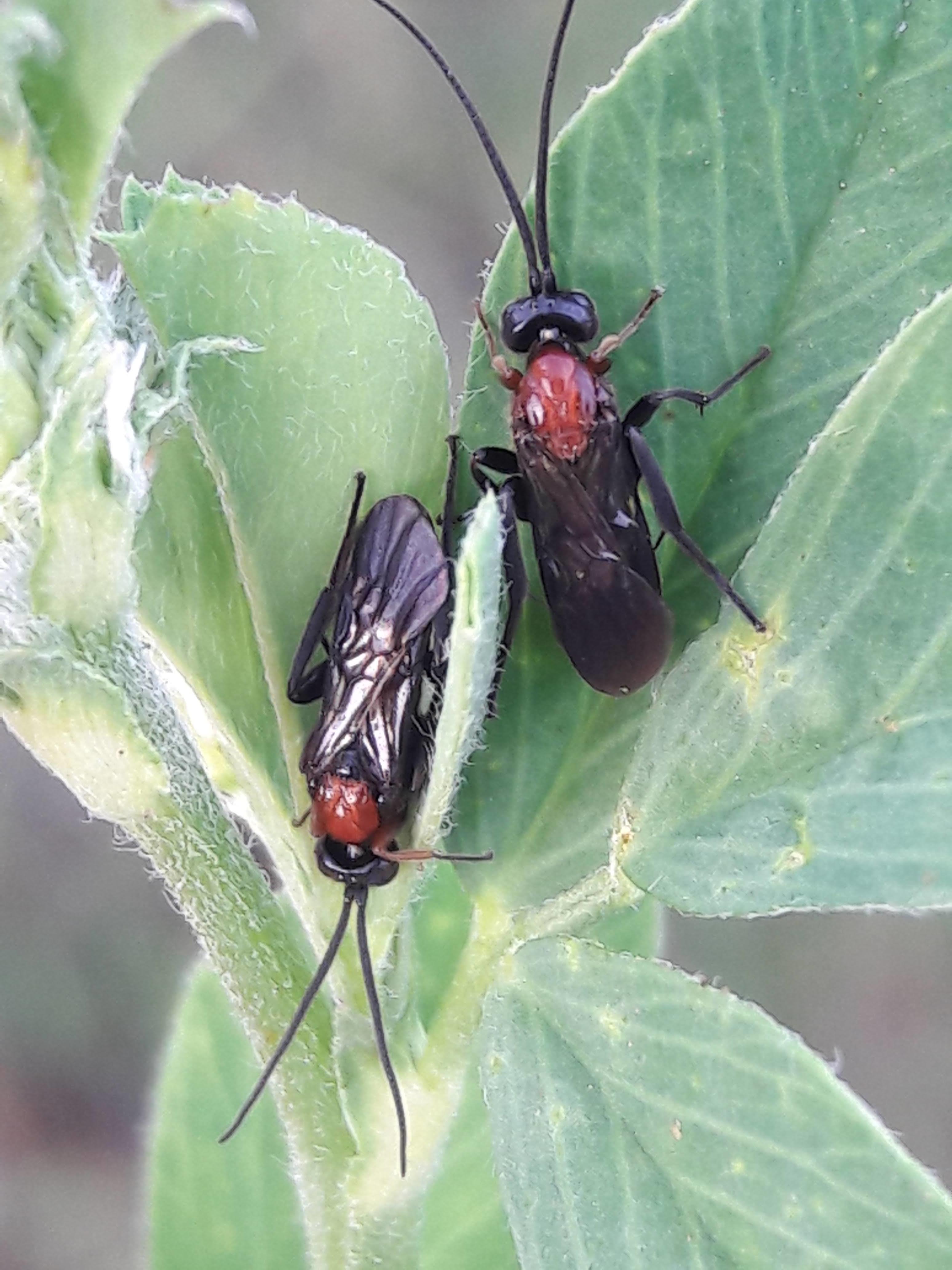 Tenthredinidae - valódi levéldarazsak