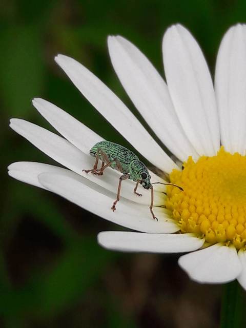 Polydrusus formosus - selymes lombormányos