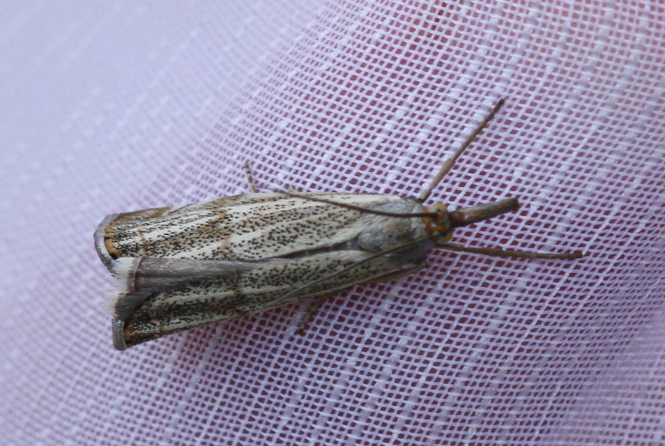 Thisanotia chrysonuchella - tavaszi fűgyökérmoly