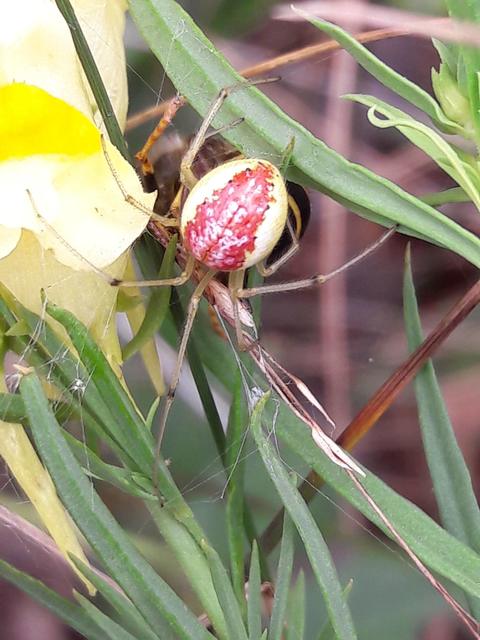 Enoplognatha ovata - vonalas törpepók