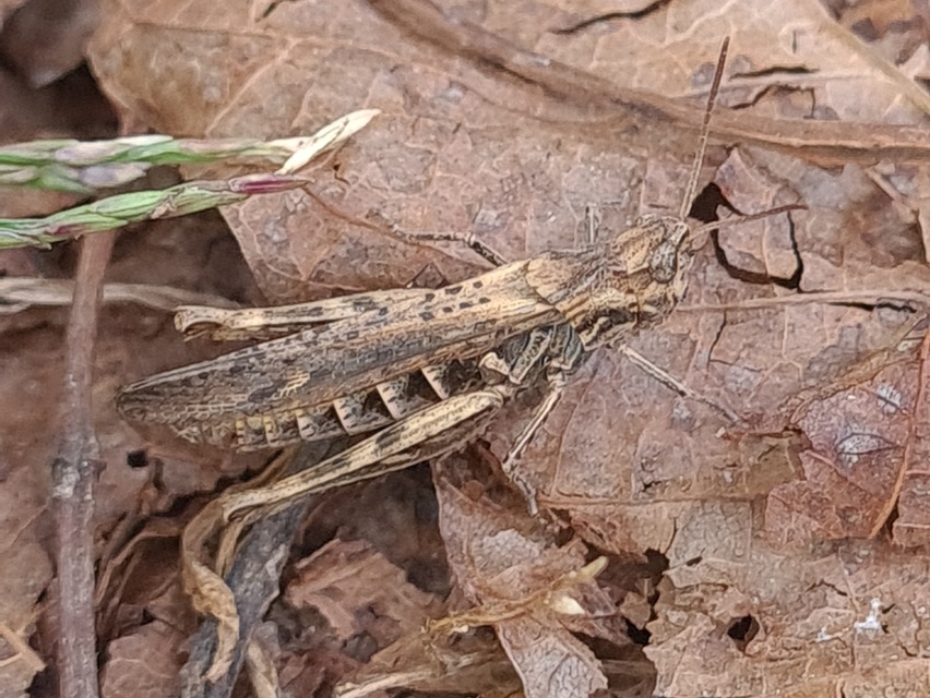 Chorthippus brunneus - közönséges tarlósáska