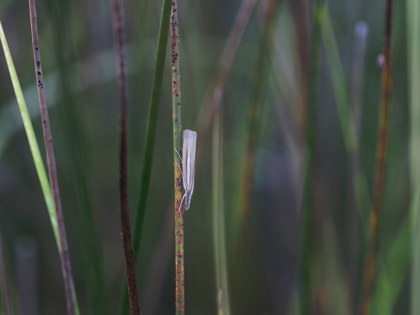 Agriphila selasella - fakó fűgyökérmoly