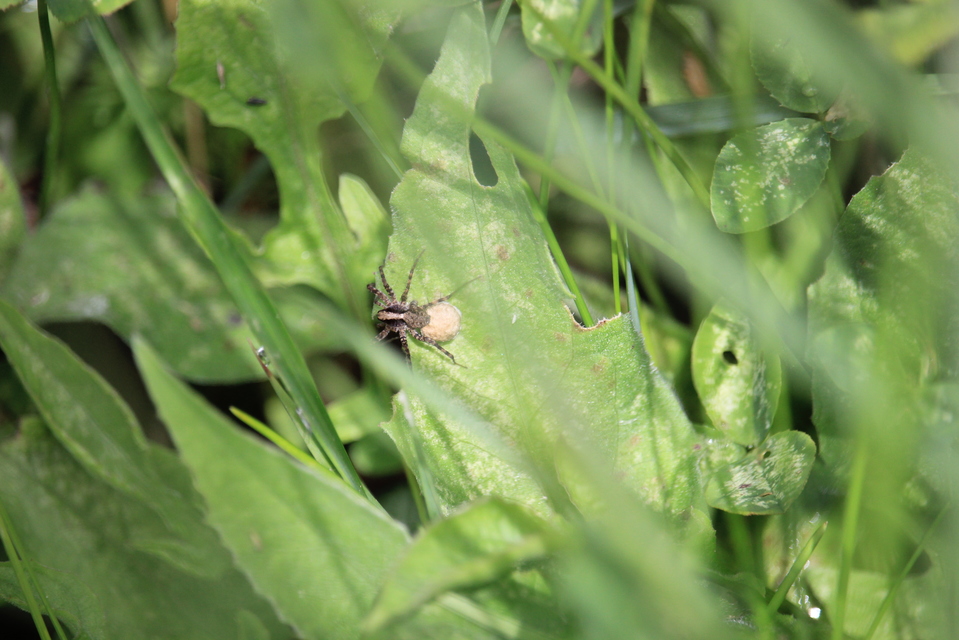 Pardosa alacris/lugubris