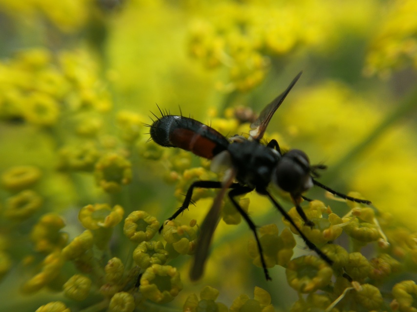 Cylindromyia