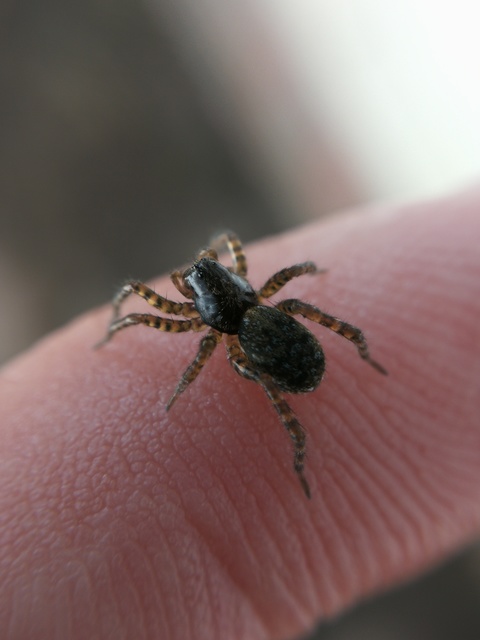 Arctosa leopardus