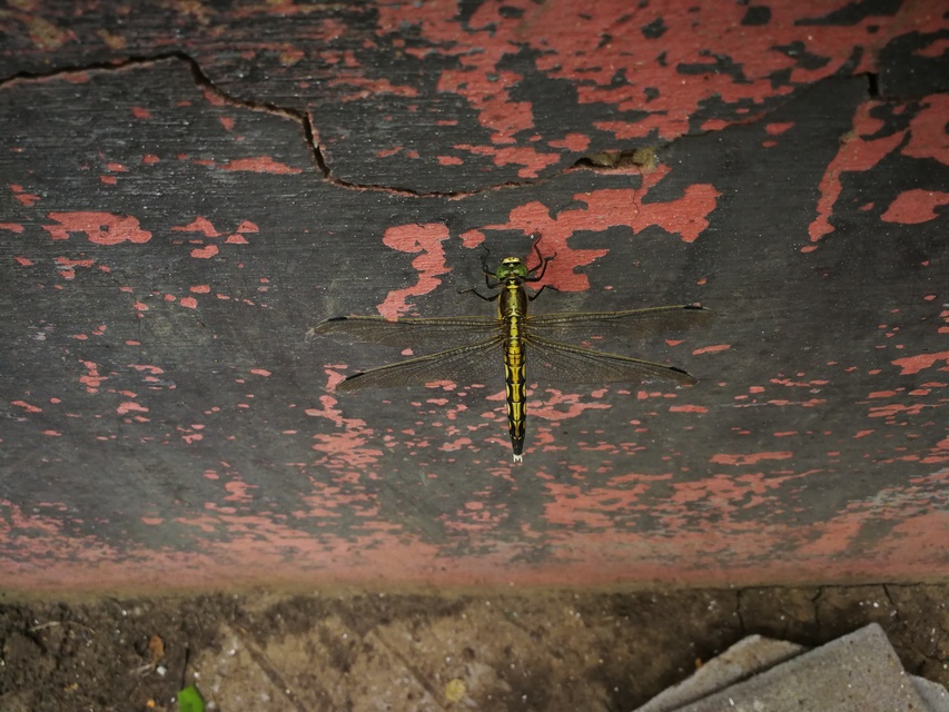 Orthetrum albistylum - fehérfarkú pásztorszitakötő