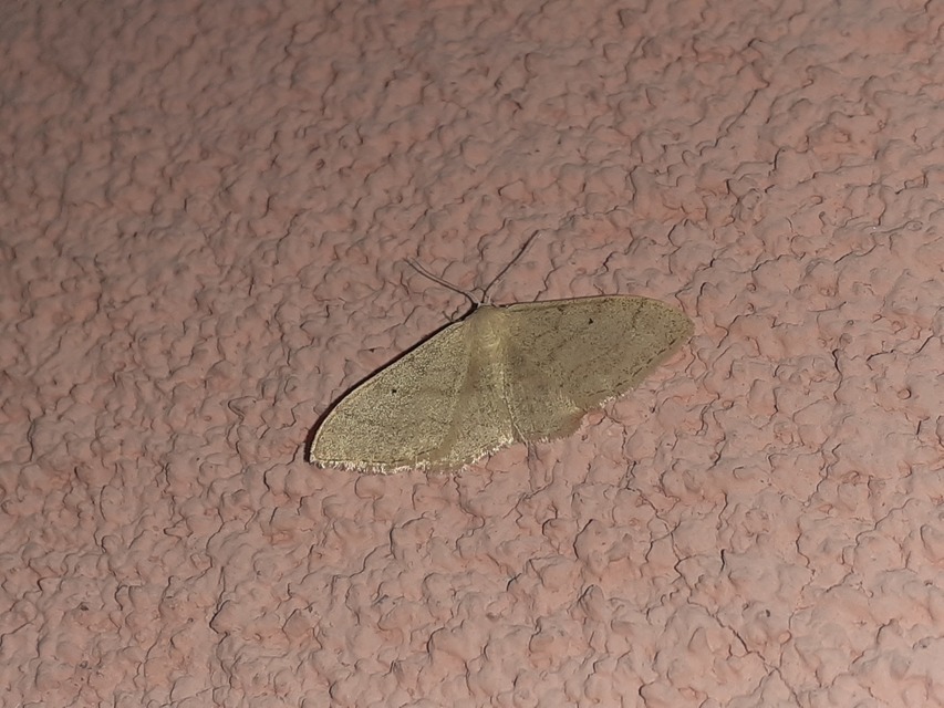 Idaea deversaria - egyszínű sávosaraszoló