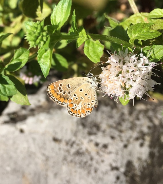 Aricia agestis - szerecsenboglárka