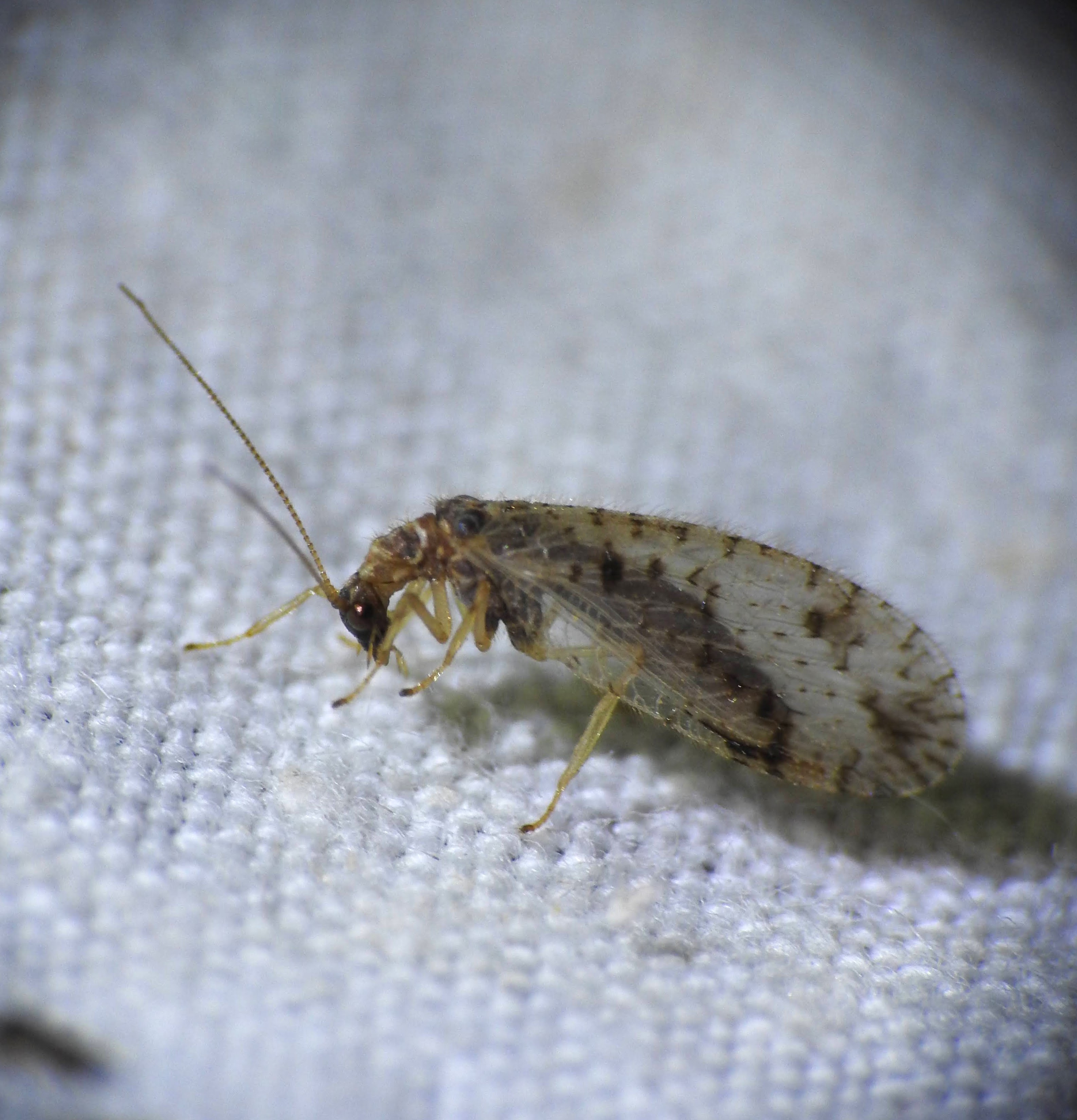 Micromus variegatus