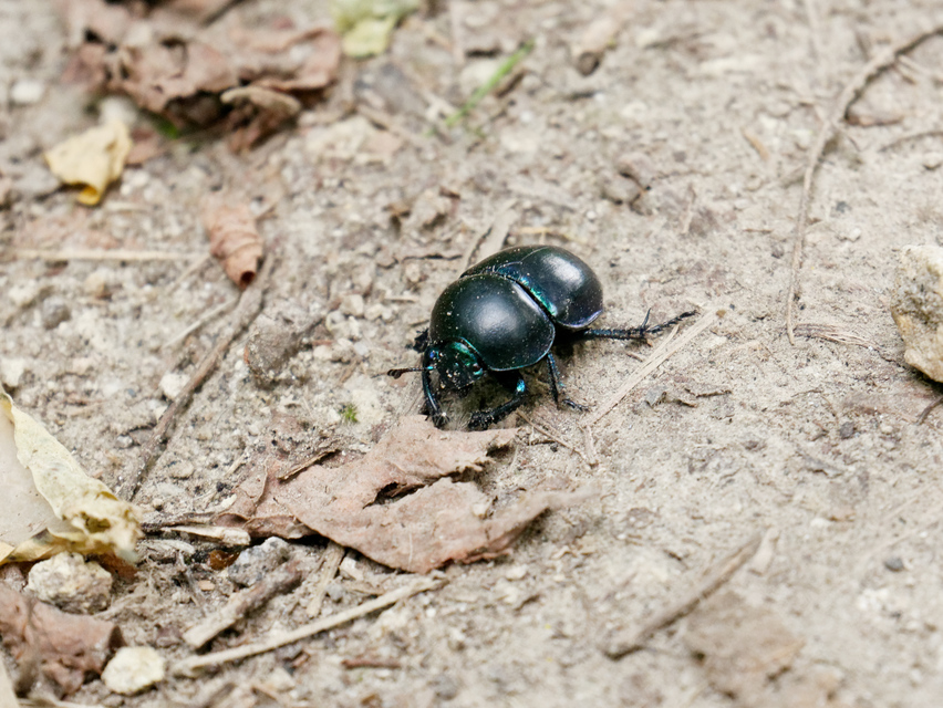 Trypocopris vernalis - tavaszi álganéjtúró