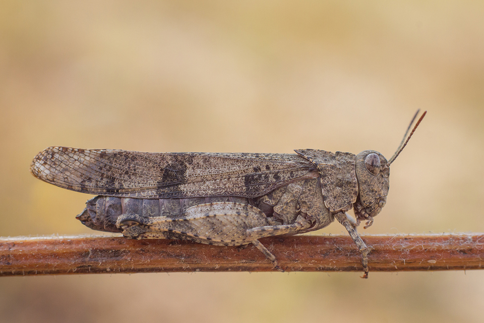 Oedipoda caerulescens - kékszárnyú sáska