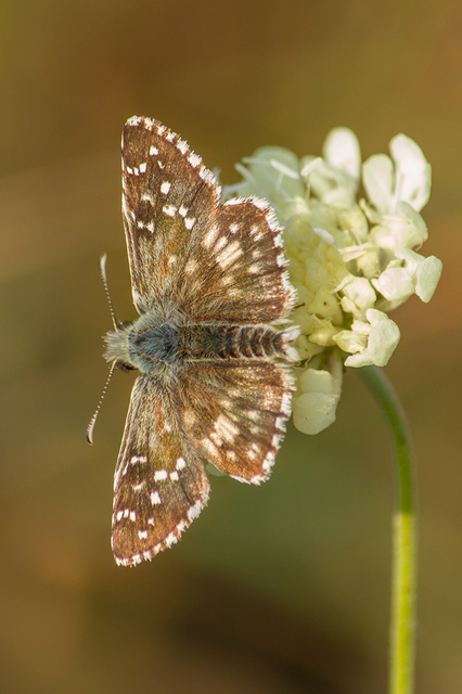 Pyrgus armoricanus - feles busalepke