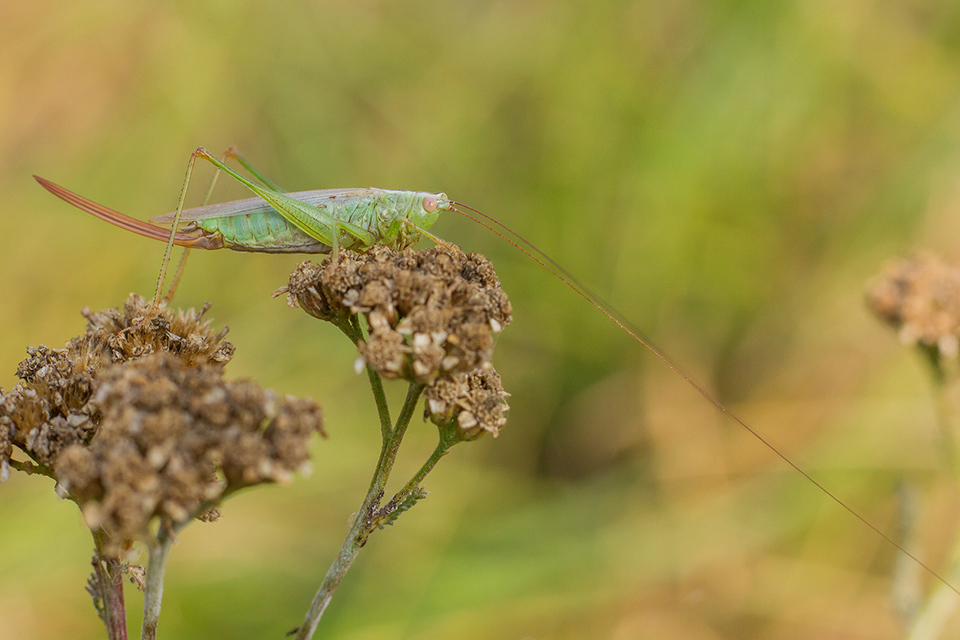 Conocephalus fuscus - kis kúpfejűszöcske