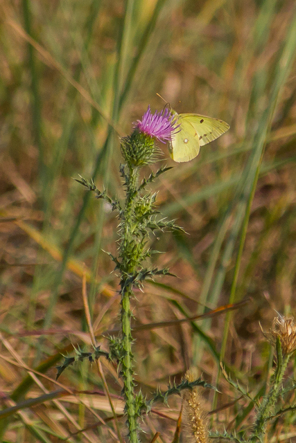 Colias erate - csángó-kéneslepke