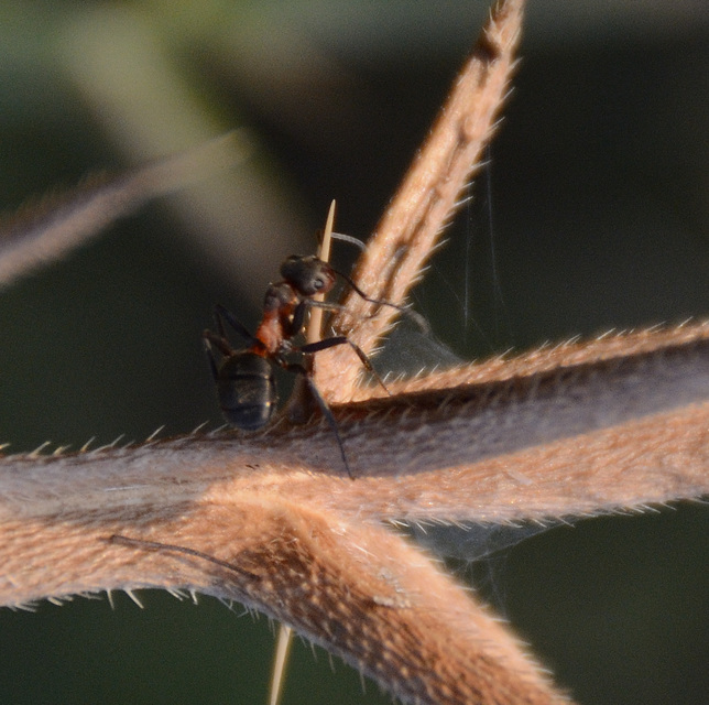 Formica pratensis - réti vöröshangya