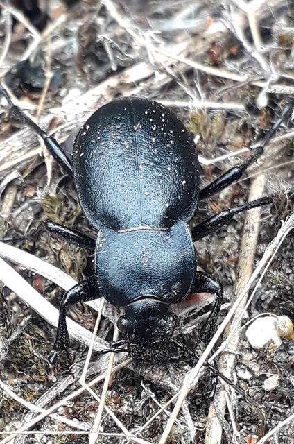 Carabus hungaricus - magyar futrinka