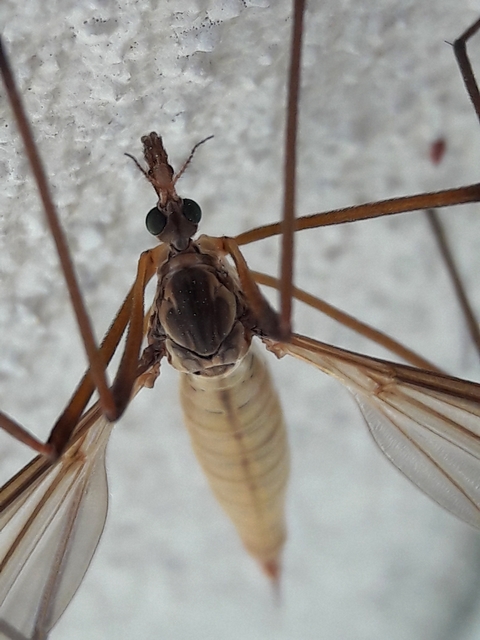 Tipula