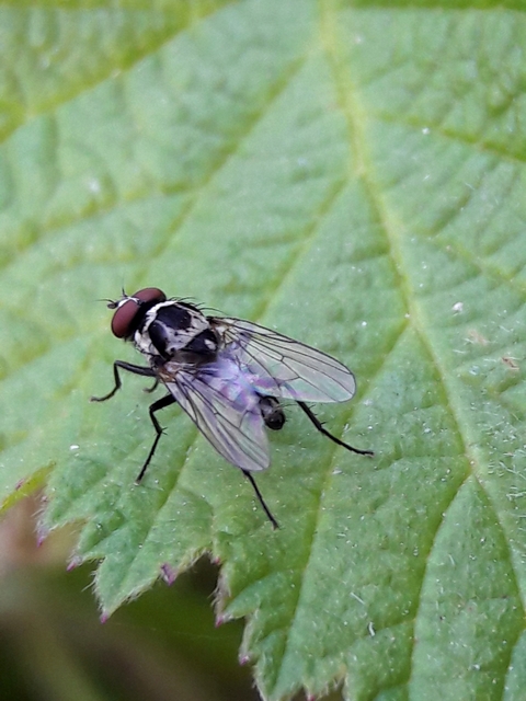 Anthomyia