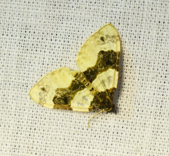 Cosmorhoe ocellata - szemes galajaraszoló