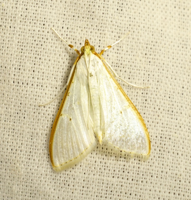 Palpita vitrealis - hófehér tűzmoly
