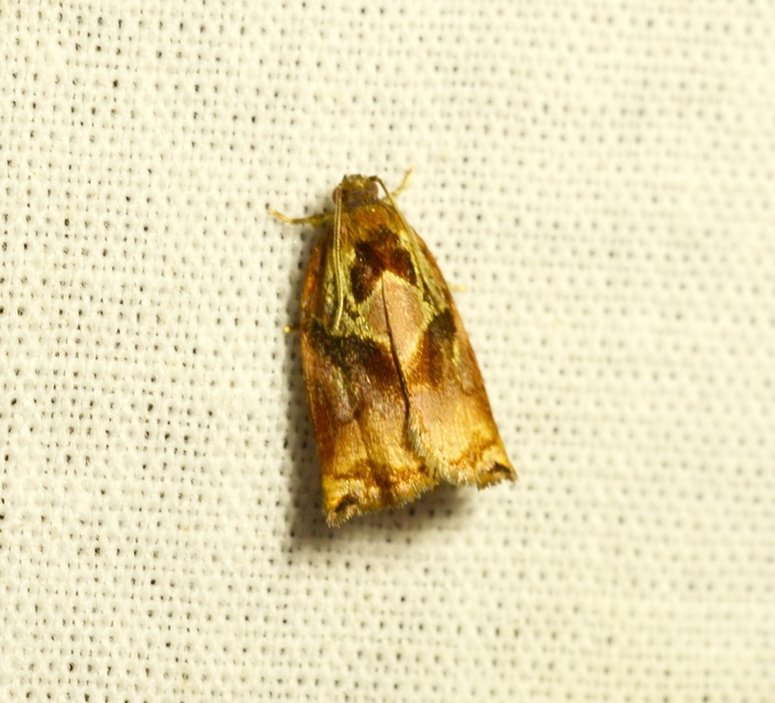 Archips podana - dudvarágó sodrómoly