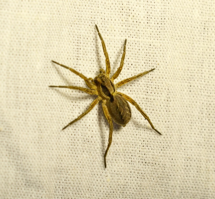 Alopecosa striatipes